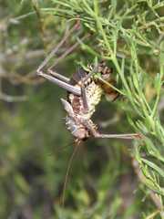 Acanthoplus longipes