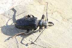 Anthracocentrus capensis