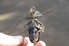 Anthracocentrus capensis