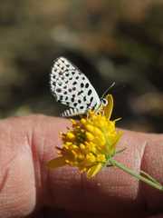 Tarucus sybaris linearis