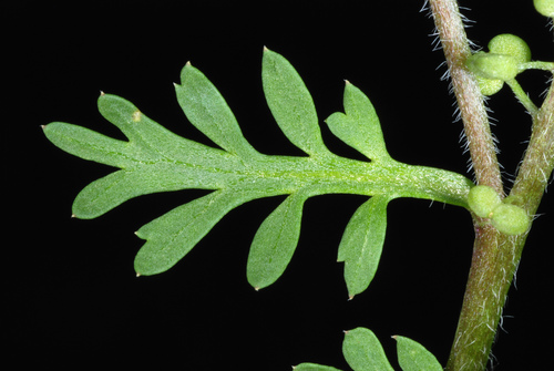 Lepidium didymum