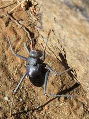 Acanthoplus discoidalis