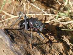 Acanthoplus discoidalis