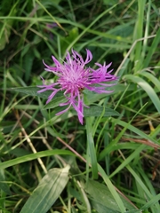 Centaurea jacea