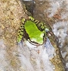Odorrana hosii