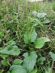 Plantago major