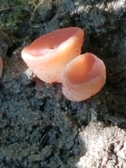 Guepinia helvelloides