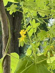 Tropaeolum peregrinum