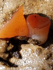 Guepinia helvelloides