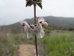 Stachys rigida quercetorum