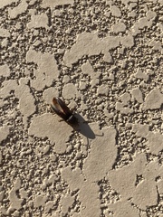 Diplostethus opacicollis