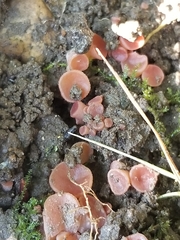 Guepinia helvelloides