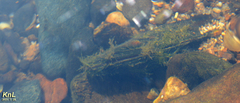 Lanceolaria