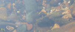 Lanceolaria