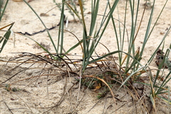 Leymus pacificus