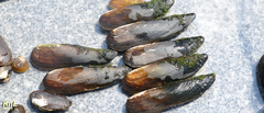 Lanceolaria