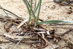Leymus pacificus