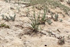 Leymus pacificus