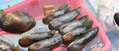 Lanceolaria
