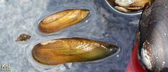 Lanceolaria