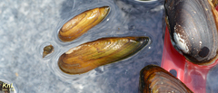 Lanceolaria