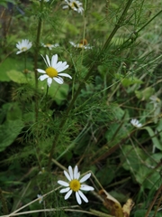 Tripleurospermum inodorum