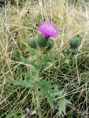 Cirsium vulgare