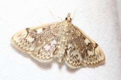Anania tertialis