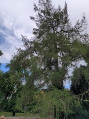 Larix decidua decidua