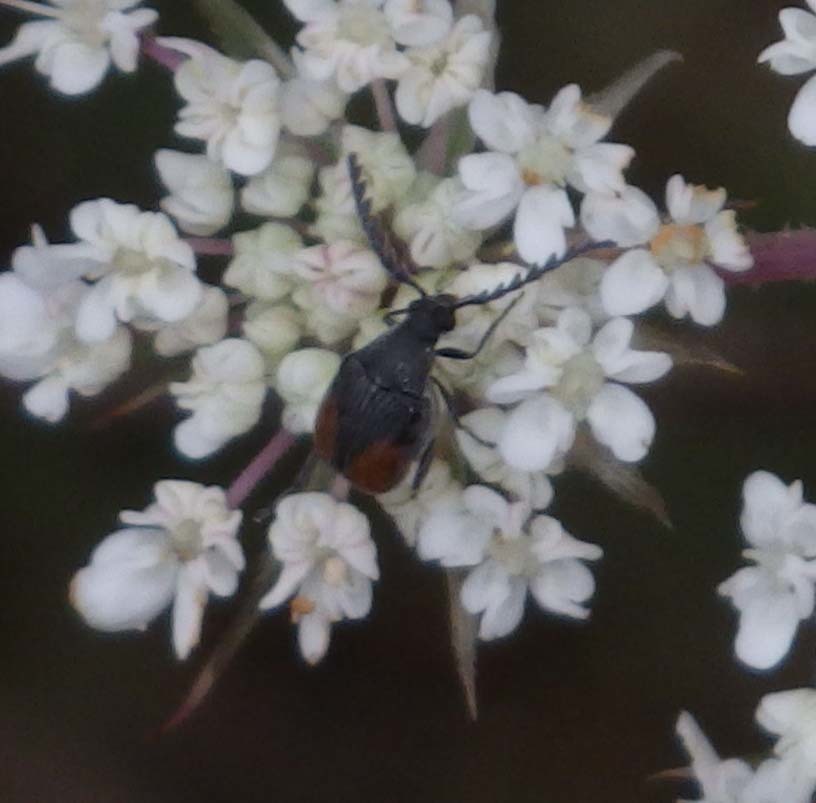 Bruchidius biguttatus