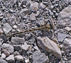 Progomphus joergenseni