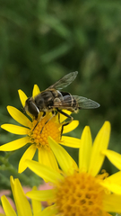 Eristalis nemorum