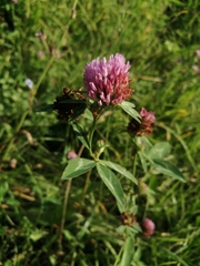 Trifolium pratense