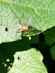 Rhagio immaculatus