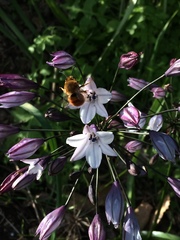 Triteleia clementina