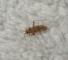 Phytocoris minor