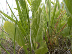 Stachys rigida quercetorum