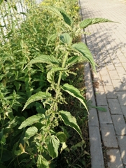 Urtica dioica
