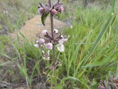 Stachys rigida quercetorum
