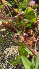 Bombus pascuorum
