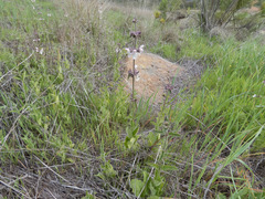 Stachys rigida quercetorum
