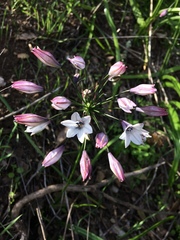 Triteleia clementina