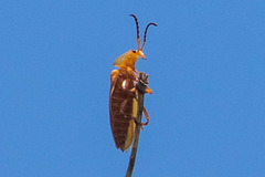 Lycus simulans