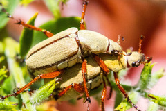 Macrodactylus uniformis