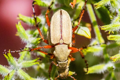 Macrodactylus uniformis