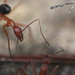 Leptomyrmex nigriventris - Photo (c) Elliot Connor, some rights reserved (CC BY-NC), uploaded by Elliot Connor