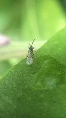 Pteromalidae