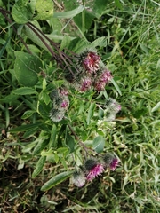 Arctium tomentosum