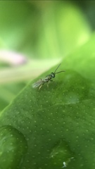 Pteromalidae
