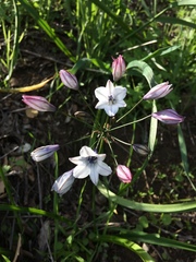 Triteleia clementina